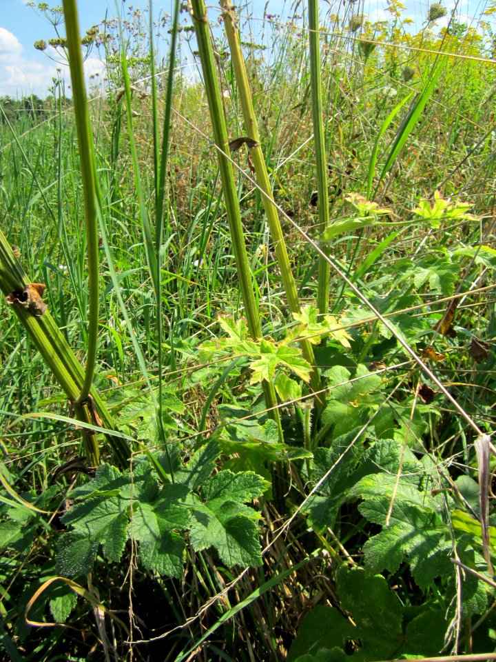 20120813Heracleum_sphondylium3