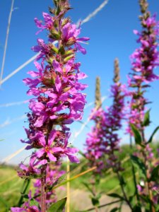 20120726Lythrum_salicaria3