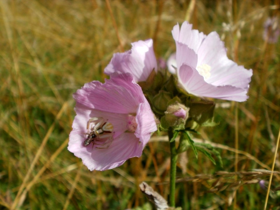 20120706Malve_Hockenheim1