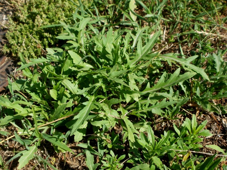 20120706Wilde_Rauke_Hockenheim4