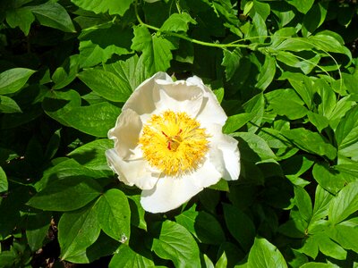 Spring garden white flower photo