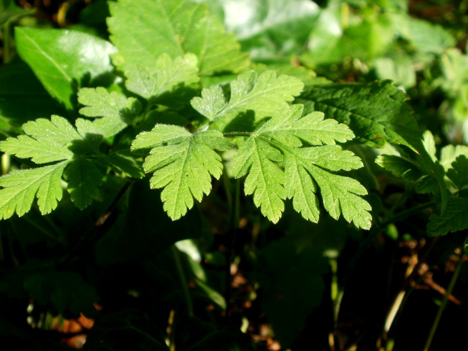 20120701Chaerophyllum_temulum6