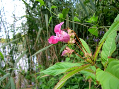 20120812Impatiens_glandulifera1