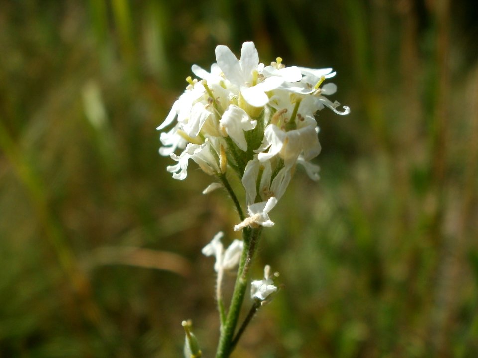 20120707Bachwiesen_Hockenheim05