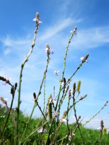 20120813Verbena_officinalis2