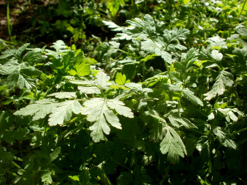 20120701Chaerophyllum_temulum2
