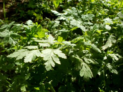20120701Chaerophyllum_temulum2
