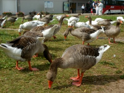 20120704Remich04