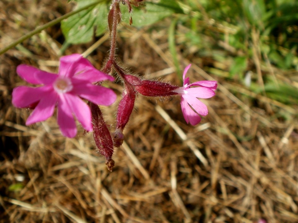 20120629Silene_dioica1
