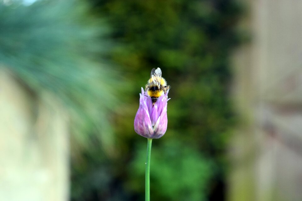 Garden nature insects