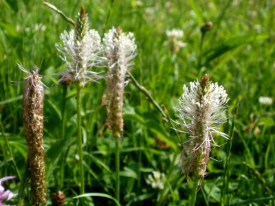 20120629Plantago_media2