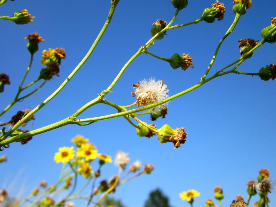 20120726Jacobaea_vulgaris6