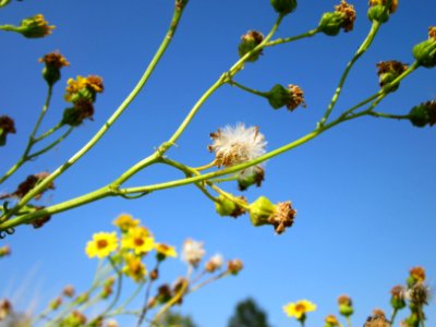 20120726Jacobaea_vulgaris6