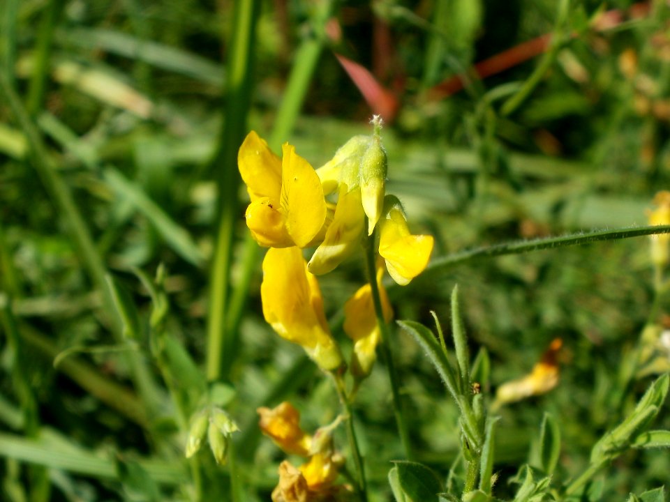 20120707Bachwiesen_Hockenheim36