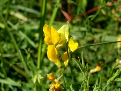 20120707Bachwiesen_Hockenheim36