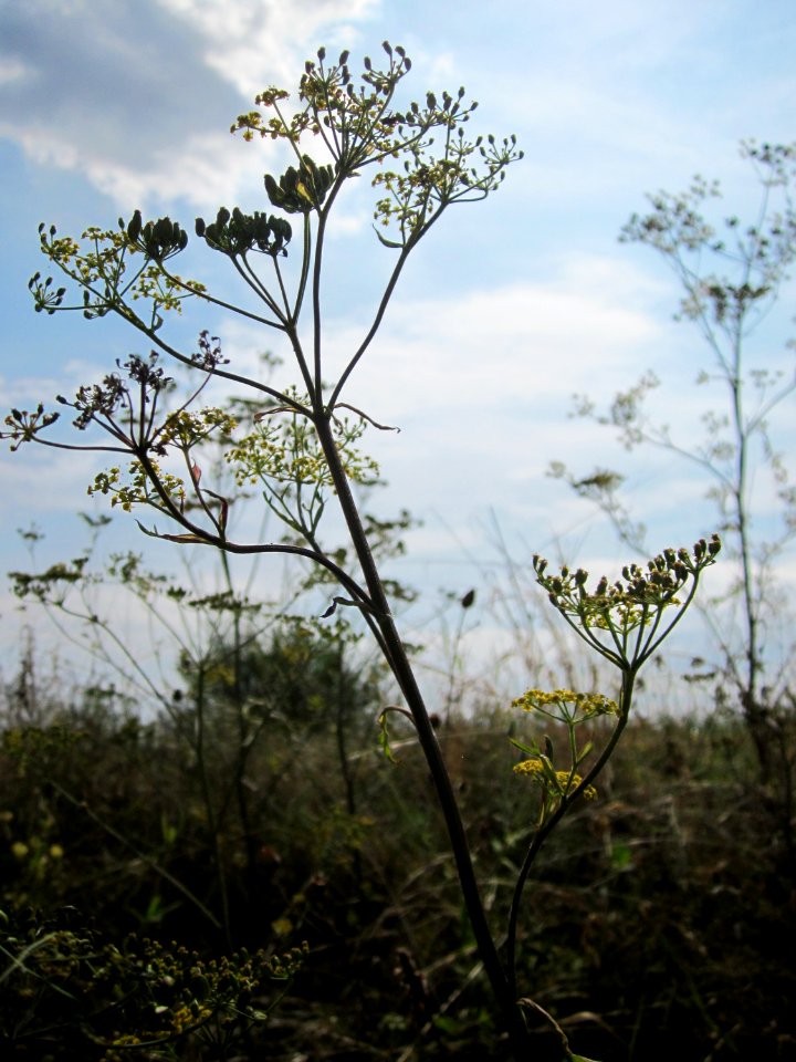 20120813Pastinak_Reilingen1