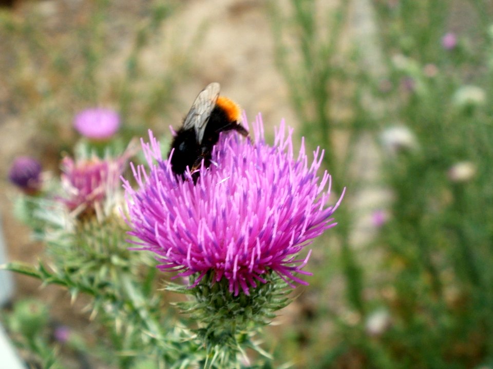20120705Hummeln_Mannheim1