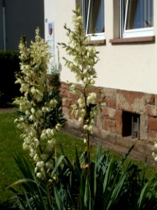 20120703Yucca_gloriosa2
