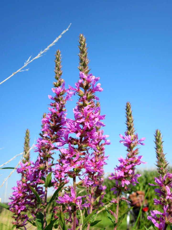 20120726Lythrum_salicaria4