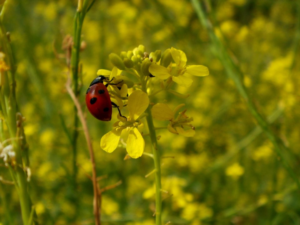 20120704Brassica_nigra3