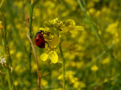 20120704Brassica_nigra3