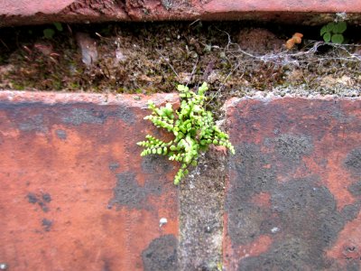 20120720Asplenium_trichomanes3
