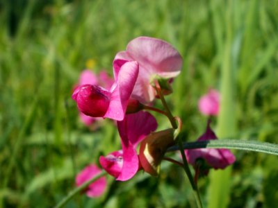 20120707Bachwiesen_Hockenheim22