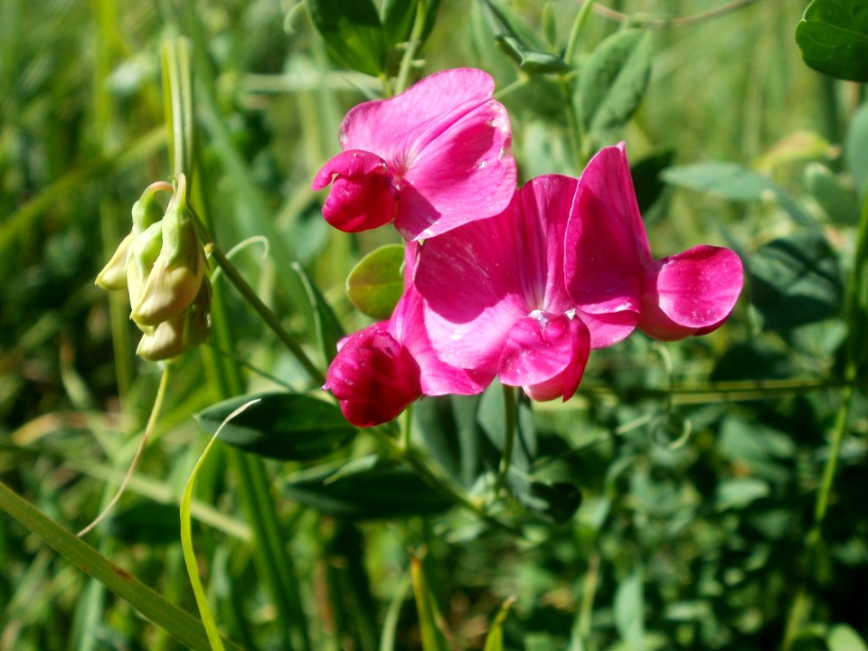 20120707Bachwiesen_Hockenheim26