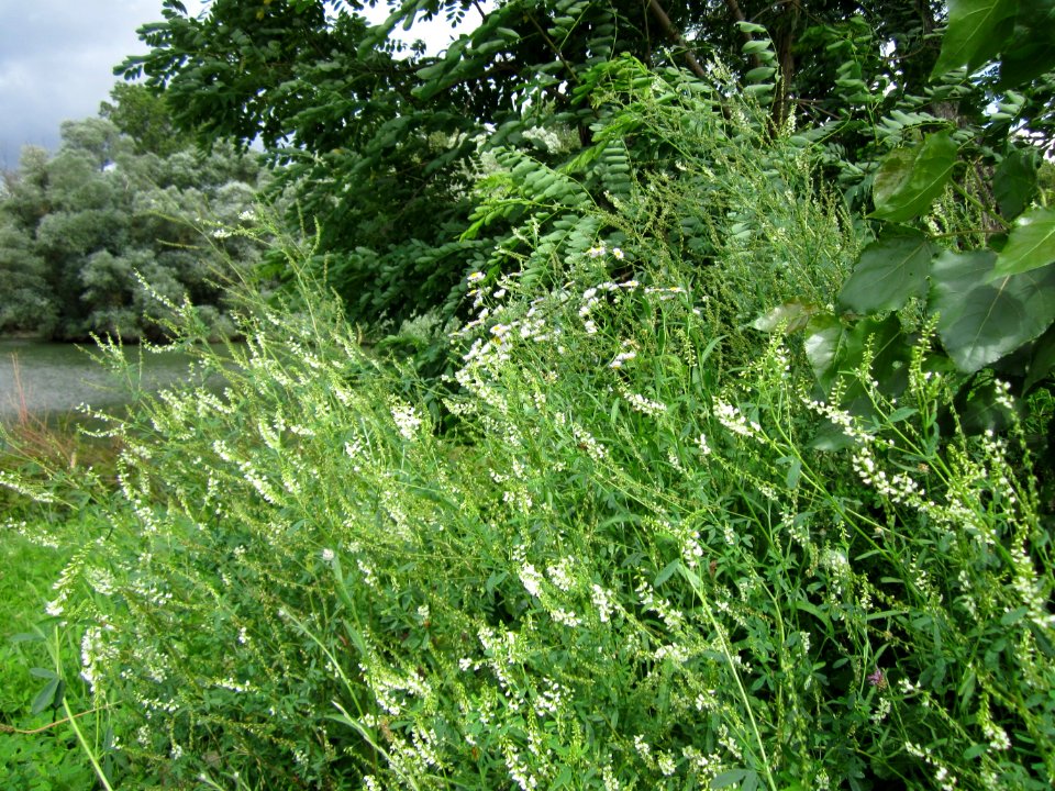 20120714Melilotus_albus