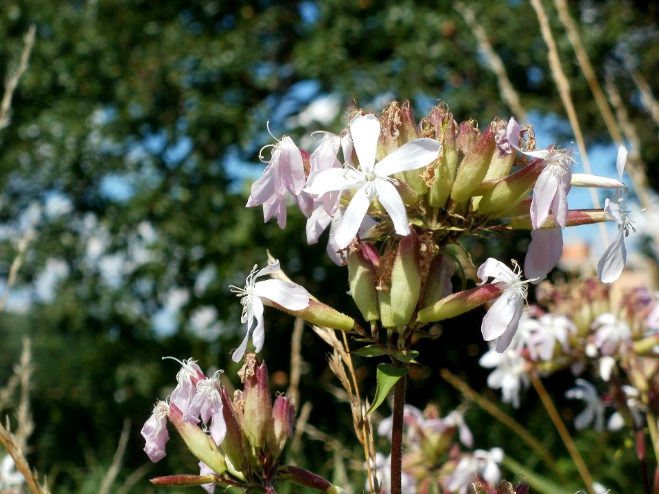 20120707Bachwiesen_Hockenheim16