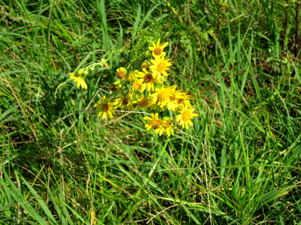 20120715Jacobaea_vulgaris3