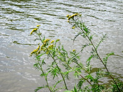 20120803Tanacetum_vulgare4