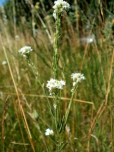 20120707Bachwiesen_Hockenheim09