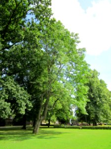 20120807Goetterbaum_Staden_Saarbruecken4