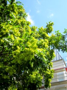 20120815Goetterbaum_Messplatz_Hockenmheim4