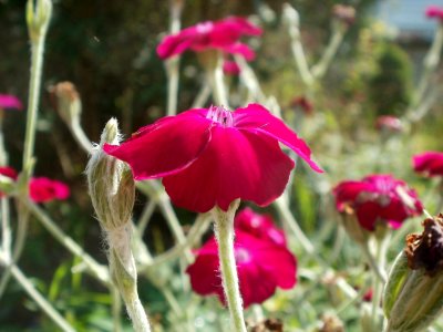 20120703Lychnis_coronaria4