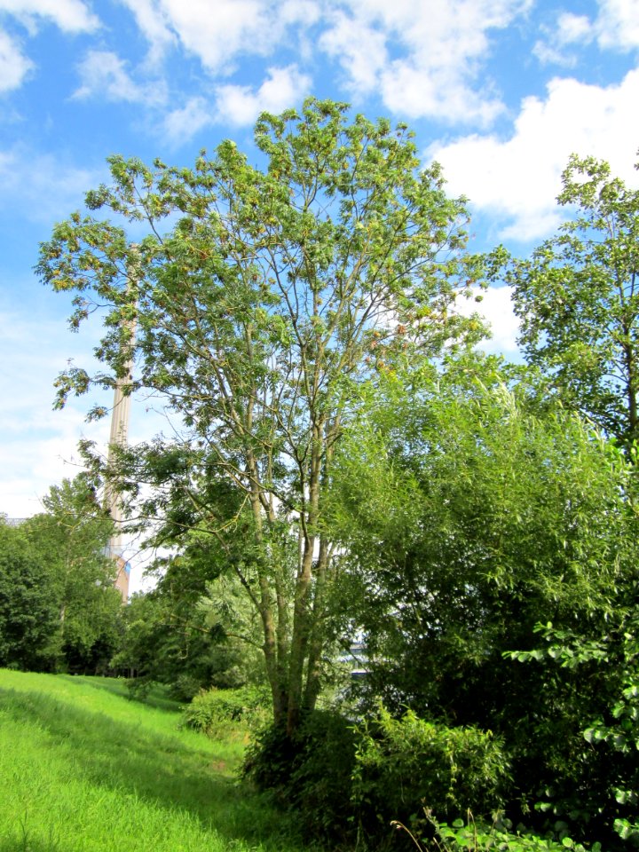 20120807Esche_Saar_Saarbruecken2