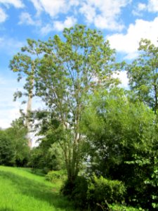 20120807Esche_Saar_Saarbruecken2