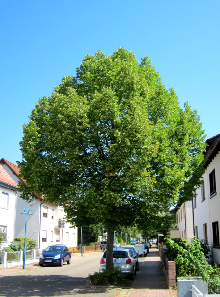 20120815Linde_Hockenmheim1