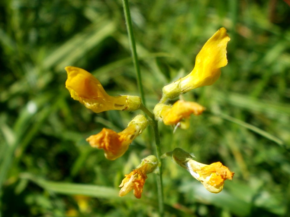 20120707Bachwiesen_Hockenheim37