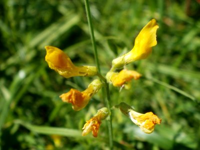 20120707Bachwiesen_Hockenheim37