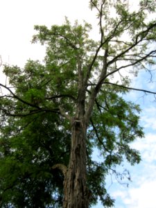 20120815Robinie_Hockenheim1