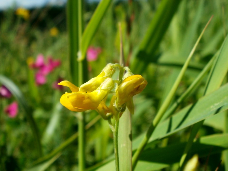 20120707Bachwiesen_Hockenheim32