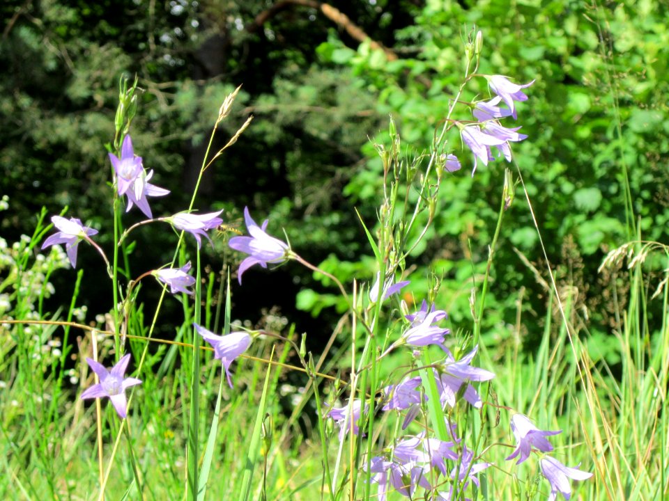 20120715Campanula_rapunculus