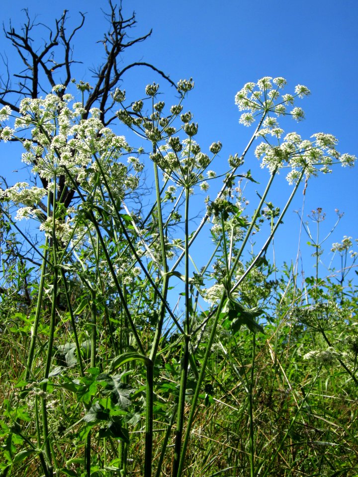 20120801Heracleum_sphondylium3