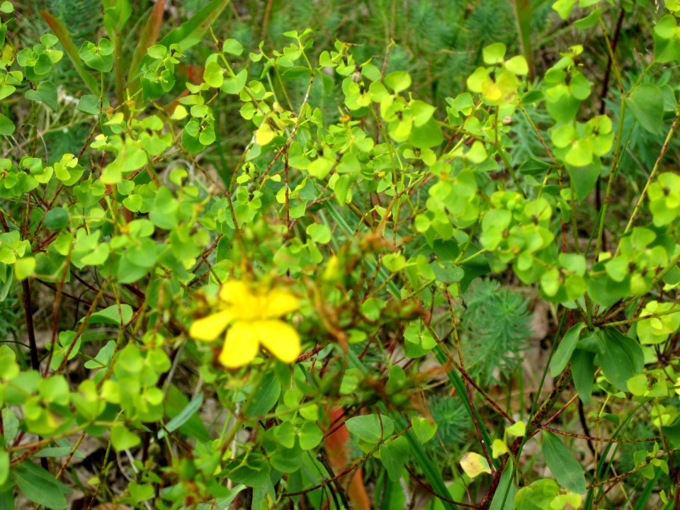 20120715Euphorbia_cyparissias3