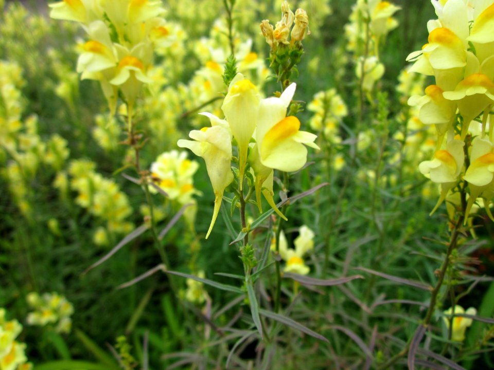 20120713Linaria_vulgaris2