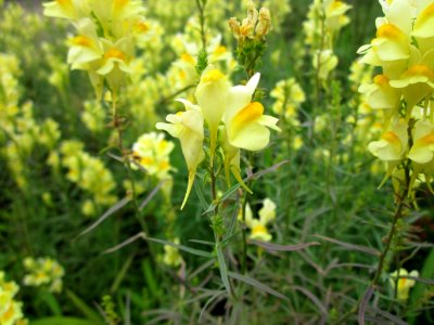 20120713Linaria_vulgaris2