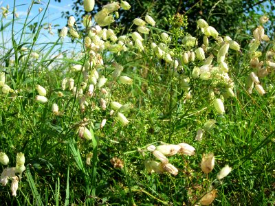 20120710Silene_vulgaris3