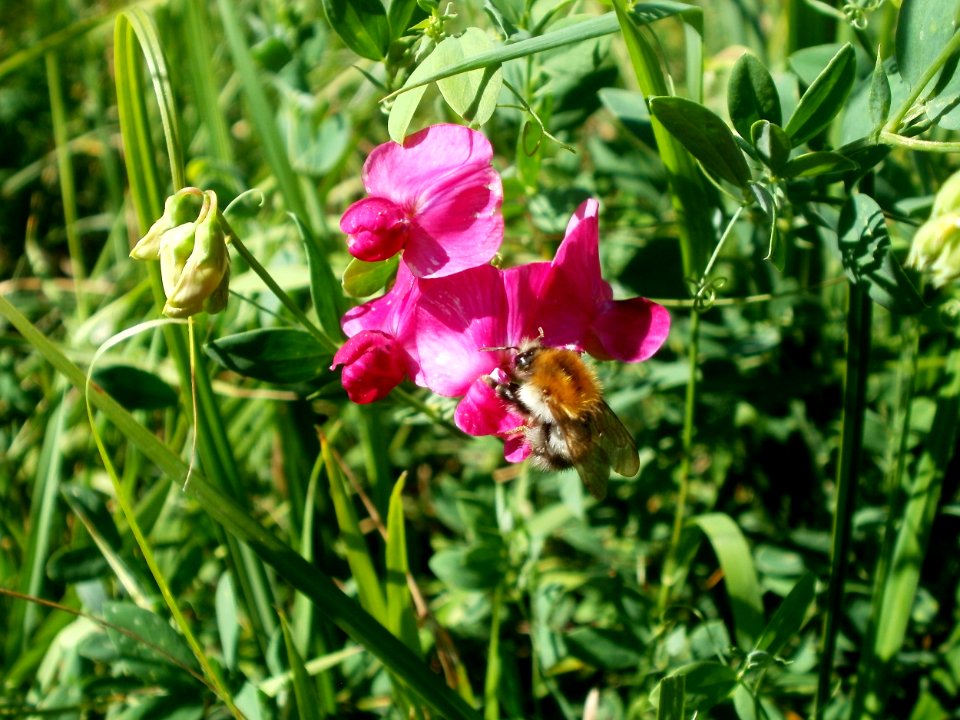 20120707Bachwiesen_Hockenheim27